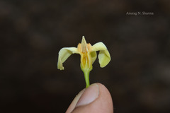 Wrightia arborea